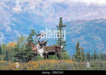 Renne (Rangifer tarandus) avec des morceaux de velours sur ses bois dans la toundra d'automne (Caribou d'Alaska), caribous taureau avec des restes de velours sur le sien Banque D'Images