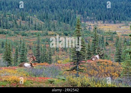 Renne (Rangifer tarandus) avec des morceaux de velours sur ses bois dans la toundra d'automne (Caribou d'Alaska), caribous taureau avec des restes de velours sur le sien Banque D'Images