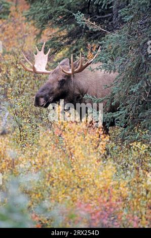 Jeune élan de taureau dans la toundra (orignal d'Alaska), jeune élan de taureau (Alces alces) dans la toundra (orignal d'Alaska) (gigas) Banque D'Images