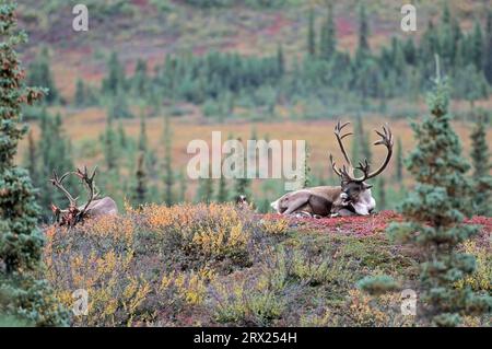 Renne (Rangifer tarandus) avec des morceaux de velours sur ses bois dans la toundra d'automne (Caribou d'Alaska), caribous taureau avec des restes de velours sur le sien Banque D'Images