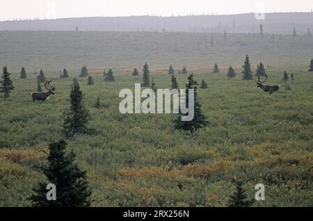 Renne (Rangifer tarandus) avec bois de velours dans la toundra (Caribou d'Alaska), caribou taureau avec bois de velours dans la toundra (caribou de Porcupine) Banque D'Images