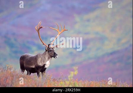 Renne (Rangifer tarandus) debout dans la toundra d'automne (Caribou d'Alaska), caribou taureau debout dans la toundra en été indien (Porcupine Banque D'Images