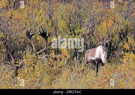 Renne (Rangifer tarandus) avec bois de velours dans la toundra automnale (Caribou d'Alaska), caribou taureau avec bois de velours dans la toundra automnale Banque D'Images