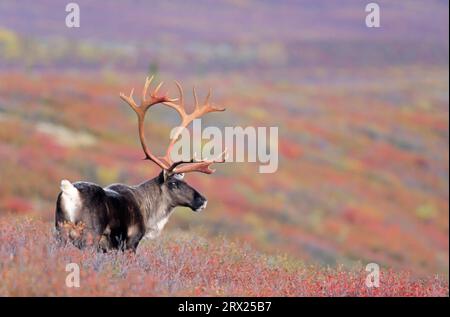 Renne (Rangifer tarandus) debout dans la toundra d'automne (Caribou d'Alaska), caribou taureau debout dans la toundra en été indien (Porcupine Banque D'Images