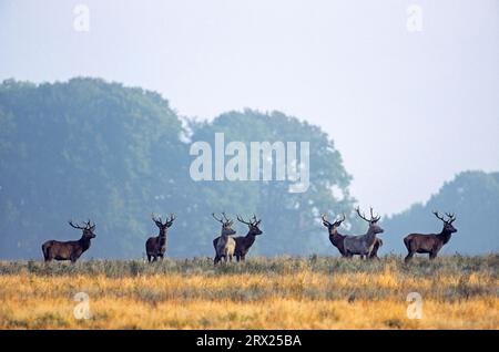 Cerfs rouges (Cervus elaphus) et cerfs rouges blancs à la lumière du matin, cerfs rouges de Bull et cerfs rouges blancs à la lumière du matin Banque D'Images