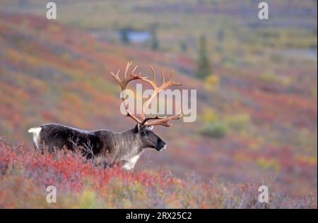 Renne (Rangifer tarandus) debout dans la toundra d'automne (Caribou d'Alaska), caribou taureau debout dans la toundra en été indien (Porcupine Banque D'Images