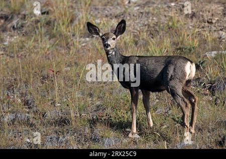 Cerf à queue noire en alerte printanière (cerf mulet (Odocoileus hemionus) Banque D'Images