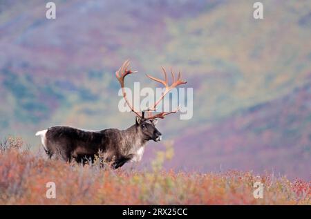 Renne (Rangifer tarandus) debout dans la toundra d'automne (Caribou d'Alaska), caribou taureau debout dans la toundra en été indien (Porcupine Banque D'Images