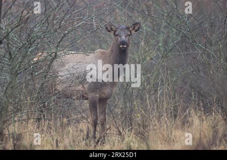 Wapitis américain (Cervus canadensis) regardant le photographe (cerf Wapiti), veau wapitis regardant vers le photographe (wapitis américain) (montagnes Rocheuses Banque D'Images