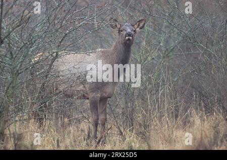 Wapitis américain (Cervus canadensis) regardant le photographe (cerf Wapiti), veau wapitis regardant vers le photographe (wapitis américain) (montagnes Rocheuses Banque D'Images