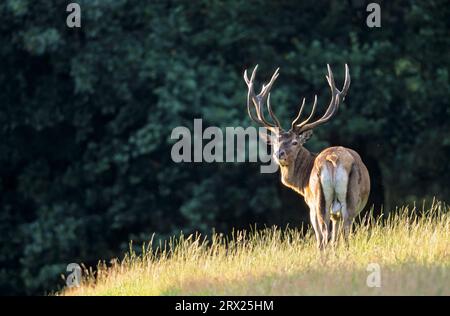 Cerf rouge (Cervus elaphus) à la fin de l'été, cerf rouge à la fin de l'été Banque D'Images