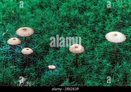 Braunroter Lacktrichterling zwischen mosen (champignon laqué brun-rouge), Scurfy Deceiver Between Moss, Laccaria Banque D'Images