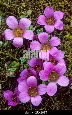 La saxifrage violette (Saxifraga oppositifolia) est l'une des plantes à fleurs les plus septentrionales au monde (saxifrage à feuilles multiples), la pourpre Banque D'Images