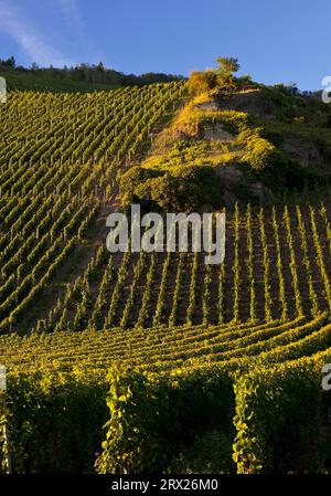 Erdener Treppchen, vignoble de la commune d'Erden dans la région viticole de Moselle, région de Bernkastel, Bernkastel-Kues, Rhénanie-Palatinat Banque D'Images