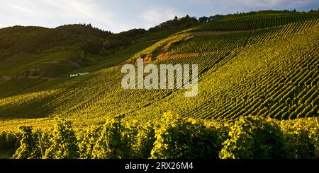 Erdener Treppchen, vignoble de la commune d'Erden dans la région viticole de Moselle, région de Bernkastel, Bernkastel-Kues, Rhénanie-Palatinat Banque D'Images