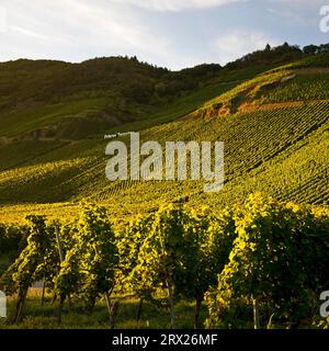 Erdener Treppchen, vignoble de la commune d'Erden dans la région viticole de Moselle, région de Bernkastel, Bernkastel-Kues, Rhénanie-Palatinat Banque D'Images