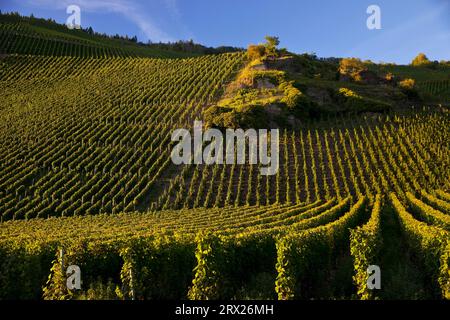 Erdener Treppchen, vignoble de la commune d'Erden dans la région viticole de Moselle, région de Bernkastel, Bernkastel-Kues, Rhénanie-Palatinat Banque D'Images