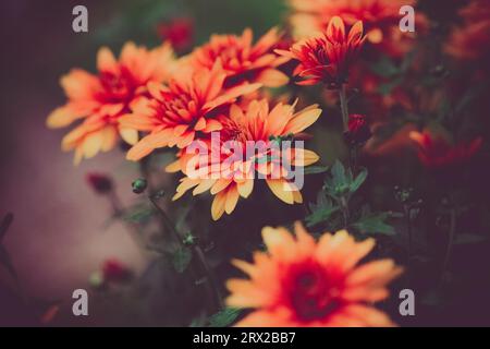 Les dahlias rouge-orange fleurissent sur des tiges vertes avec des feuilles un soir d'été dans un jardin. Il met en valeur le thème de la nature, de la beauté et de l’éphémère Banque D'Images