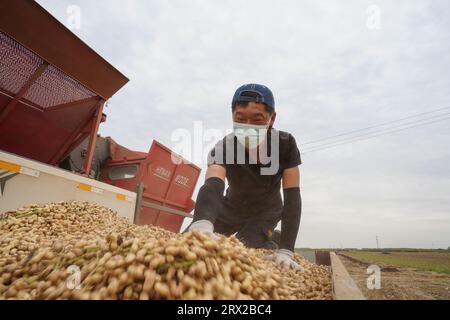 Comté de Luannan, Chine - 19 septembre 2022 : les agriculteurs trient les arachides qui viennent d'être récoltées dans le chariot, dans le nord de la Chine Banque D'Images