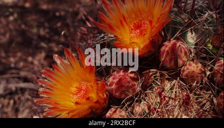 Cactus en baril d'hameçon avec texture créant des ombres projetées par un arbre voisin. Banque D'Images