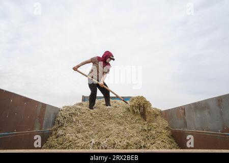 Comté de Luannan, Chine - 19 septembre 2022 : les agriculteurs trient les arachides qui viennent d'être récoltées dans le chariot, dans le nord de la Chine Banque D'Images