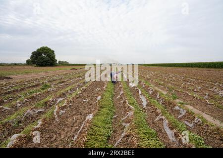 Comté de Luannan, Chine - 19 septembre 2022 : les agriculteurs récoltent des arachides dans les terres agricoles, dans le nord de la Chine Banque D'Images