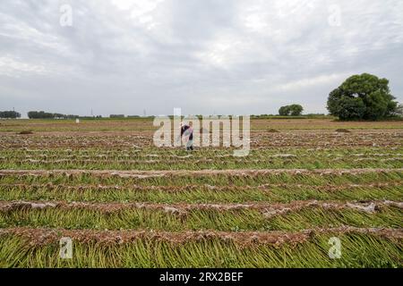 Comté de Luannan, Chine - 19 septembre 2022 : les agriculteurs récoltent des arachides dans les terres agricoles, dans le nord de la Chine Banque D'Images