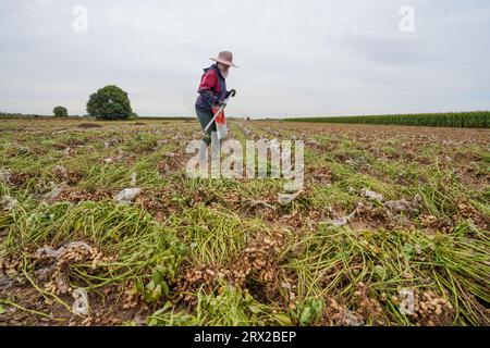 Comté de Luannan, Chine - 19 septembre 2022 : les agriculteurs récoltent des arachides dans les terres agricoles, dans le nord de la Chine Banque D'Images