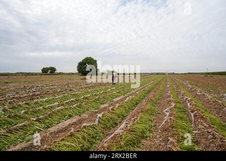 Comté de Luannan, Chine - 19 septembre 2022 : les agriculteurs récoltent des arachides dans les terres agricoles, dans le nord de la Chine Banque D'Images