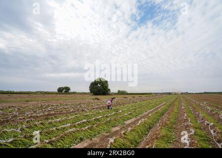 Comté de Luannan, Chine - 19 septembre 2022 : les agriculteurs récoltent des arachides dans les terres agricoles, dans le nord de la Chine Banque D'Images