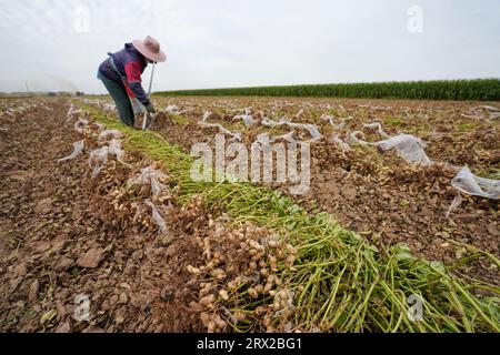 Comté de Luannan, Chine - 19 septembre 2022 : les agriculteurs récoltent des arachides dans les terres agricoles, dans le nord de la Chine Banque D'Images