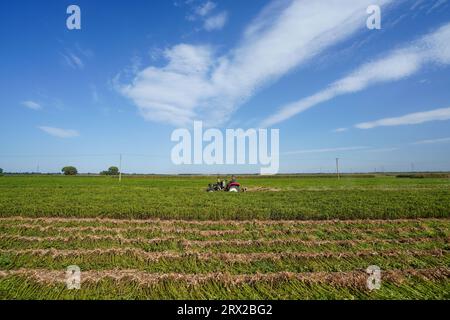 Comté de Luannan, Chine - 19 septembre 2022 : les agriculteurs contrôlent les machines agricoles pour récolter les arachides dans les champs, dans le nord de la Chine Banque D'Images