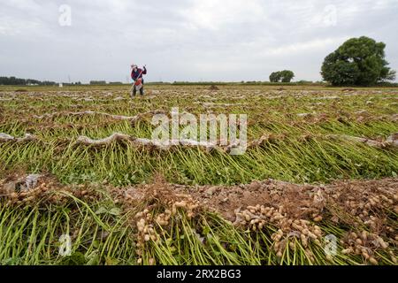 Comté de Luannan, Chine - 19 septembre 2022 : les agriculteurs récoltent des arachides dans les terres agricoles, dans le nord de la Chine Banque D'Images