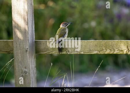 Pic vert juvénile européen-Picus viridis. Banque D'Images