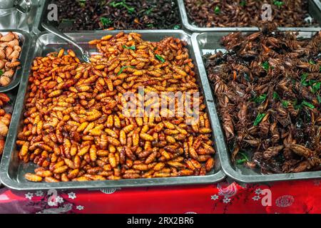 Vers à soie épicés frits et insectes au marché nocturne. Insectes rôtis et insectes en vente au comptoir en Asie. Repas de larve naturel exotique vendant i Banque D'Images