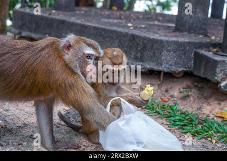 Singes mangeant de la banane et vérifiant le sac en plastique sur la rue de la ville de près. Deux macaques à longue queue pour trouver de la nourriture dans un emballage jetable sur la route. Bébé monke Banque D'Images