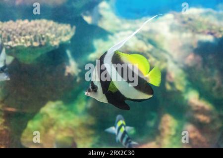 Poisson-bannerfin nageant dans l'aquarium. Heniochus acuminatus nage dans l'océan. Fanion coralfish ou Coachman en haute mer, vue latérale Banque D'Images