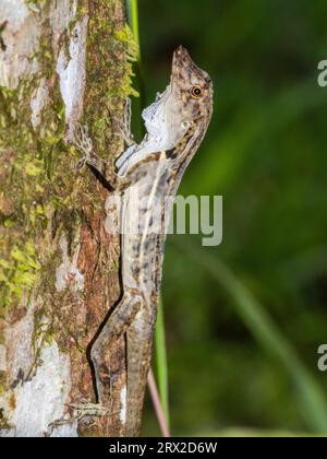 Anole de bordure adulte (Anolis limifrons) se déversant dans un arbre à Playa Blanca, Costa Rica, Amérique centrale Banque D'Images