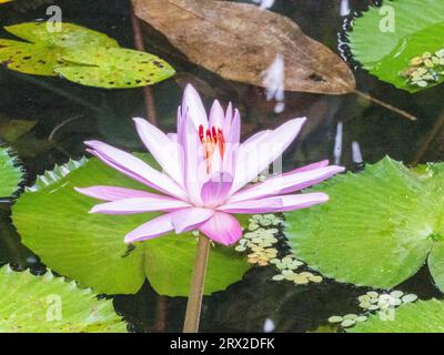 Un lys d'eau vive égyptien (Nymphaea lotus) poussant dans la forêt tropicale à Playa Blanca, Costa Rica, Amérique centrale Banque D'Images