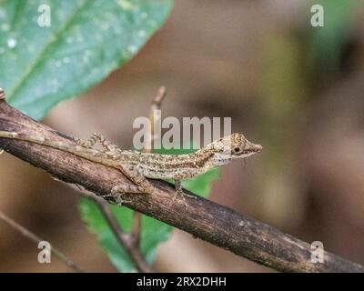 Anole de frontière adulte (Anolis limifrons) dans un arbre à Playa Blanca, Costa Rica, Amérique centrale Banque D'Images