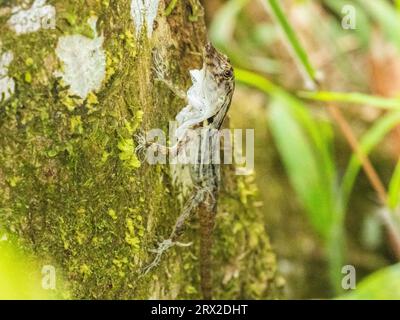 Anole de bordure adulte (Anolis limifrons) se déversant dans un arbre à Playa Blanca, Costa Rica, Amérique centrale Banque D'Images