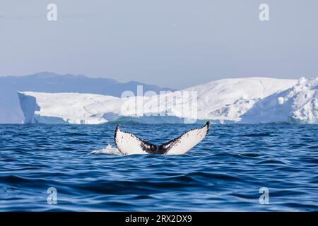 Une baleine à bosse adulte (Megaptera novaeangliae) plonge parmi les icebergs d'Ilulissat, Groenland occidental, régions polaires Banque D'Images