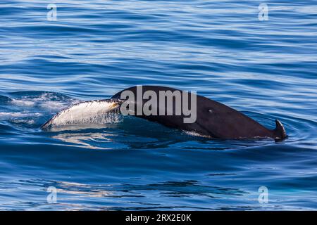 Une baleine à bosse adulte (Megaptera novaeangliae) plonge parmi les icebergs d'Ilulissat, Groenland occidental, régions polaires Banque D'Images