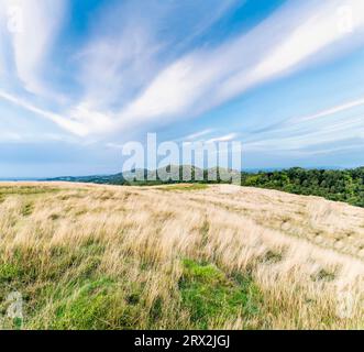 Au camp britannique, fort de colline de l'âge de fer, heure bleue, après le coucher du soleil, Worcestershire Beacon dans la distance lointaine, herbe sauvage sur une colline au premier plan, sur un wa Banque D'Images