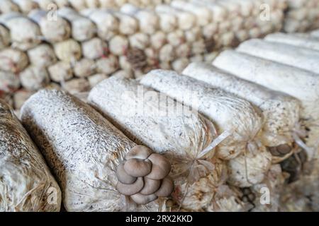 Serre de culture de champignons comestibles, Chine du Nord Banque D'Images