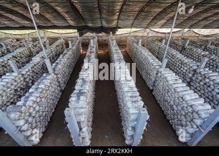 Serre de culture de champignons comestibles, Chine du Nord Banque D'Images