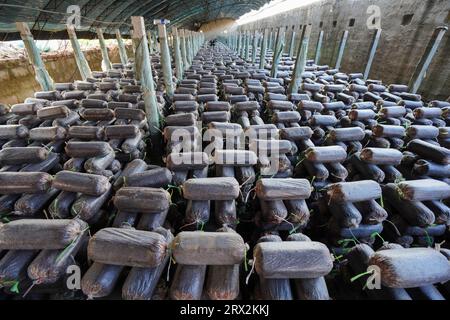 Serre de culture de champignons comestibles, Chine du Nord Banque D'Images