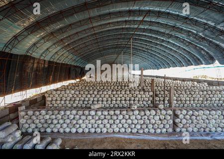 Serre de culture de champignons comestibles, Chine du Nord Banque D'Images