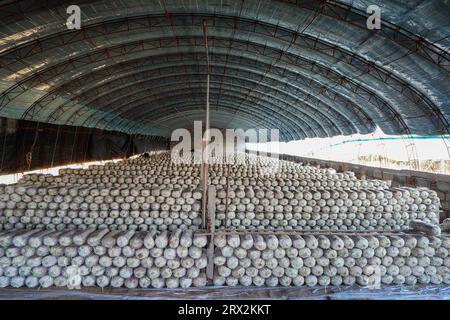 Serre de culture de champignons comestibles, Chine du Nord Banque D'Images