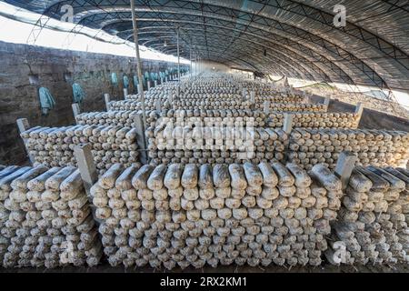 Serre de culture de champignons comestibles, Chine du Nord Banque D'Images